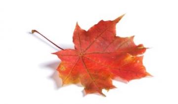 bigstock-Closeup-of-maple-autumn-leaf-o-19636865