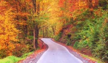 fall trees