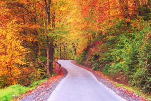 fall trees