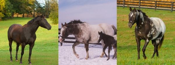 MRAppys on Zoom Banner