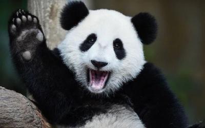 Panda waves hi