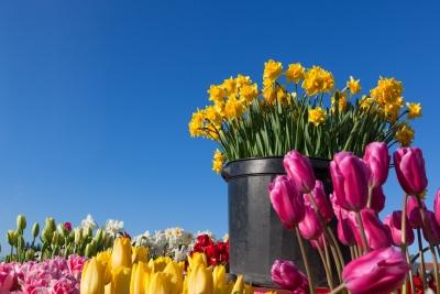 Spring Flowers