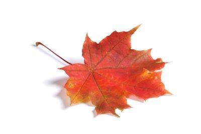 bigstock-Closeup-of-maple-autumn-leaf-o-19636865