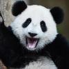 Panda waves hi